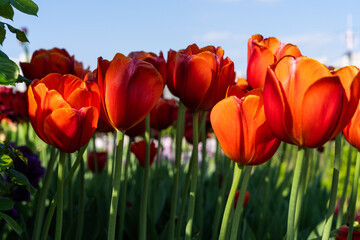 tulips of orange color in the park