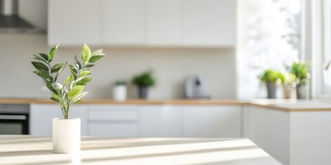 A small green plant in a white pot, set on a kitchen counter with natural light and a minimalist design.