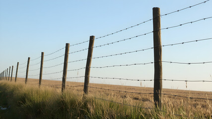 A barbed wire fence stretches across a vast, golden field under a clear blue sky