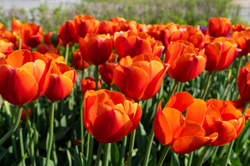 tulips of orange color in the park