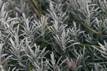 Abstract plants foliage close up