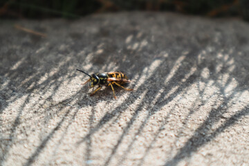 Wasp on concrete. A wasp on the sidewalk. Close-up of insect on wall