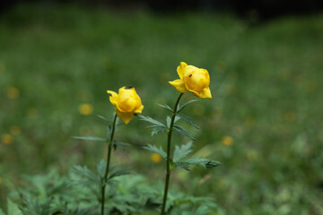 vista macro di alcuni piccoli fiori dai petali gialli in un prato in un ambiente naturale di montagna nel nord Italia, in estate