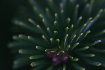 Abstract plants foliage close up