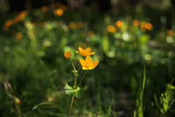 vista macro di alcuni piccoli fiori dai petali gialli in un prato in un ambiente naturale di montagna nel nord Italia, in estate