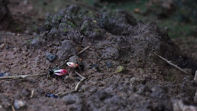 Fiddler Crab or Calling Crab, found along mud flat or salt-water wetland, mangrove forest, male crabs have a major claw significantly larger than their minor claw