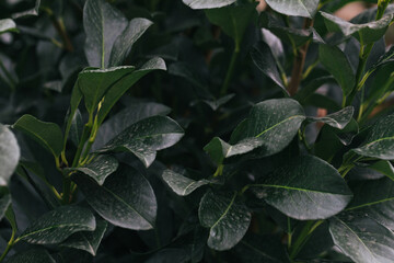 Abstract plants foliage close up