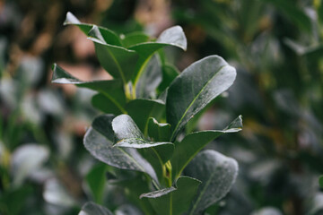 Abstract plants foliage close up