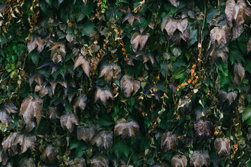 Abstract plants foliage close up