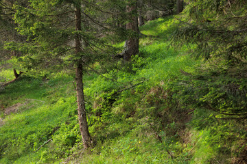 dettagli di un bosco di montagna nelle dolomiti del Veneto, nel nord Italia e della sua...