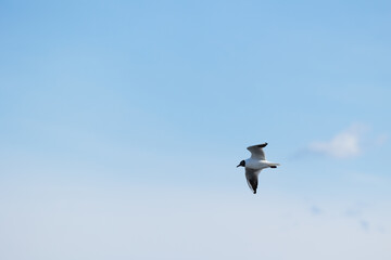 vista dettagliata di una gabbianella che vola in alto, di giorno, con il cielo azzurro sullo sfondo