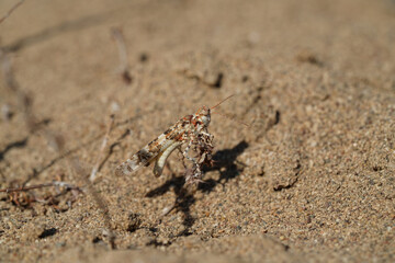 Grasshoppers are a group of insects belonging to the suborder Caelifera	
