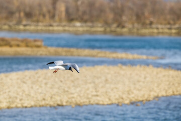 vista dettagliata di una gabbianella che vola su un'area lagunare tra il fiume ed il mare, di giorno