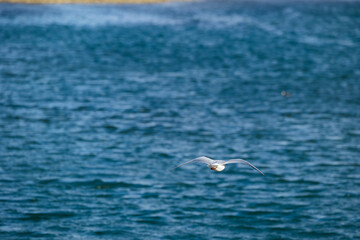 vista dettagliata di una gabbianella che vola vicino ad una superficie d'acqua di un'area lagunare tra il fiume ed il mare, di giorno