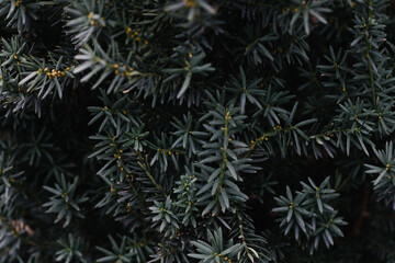 Abstract plants foliage close up