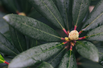Abstract plants foliage close up