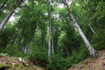 ampia vista panoramica di una fitta e vasta foresta di alberi di faggio, con le chiome verdi, lungo...