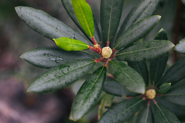 Abstract plants foliage close up