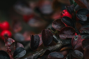 Abstract plants foliage close up
