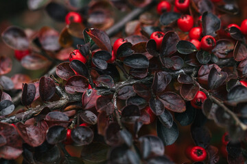 Abstract plants foliage close up