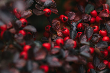 Abstract plants foliage close up