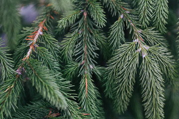 Abstract plants foliage close up