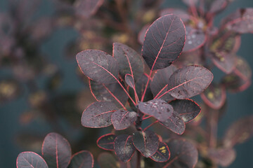 Abstract plants foliage close up