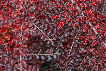 Abstract plants foliage close up