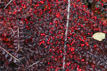 Abstract plants foliage close up
