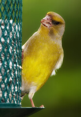 Wildlife, eating and greenfinch on birdfeeder in nature for sustainability, ornithology or ecosystem. Garden, fauna and closeup of animal in countryside for bird watching, conservation and park