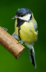 Environment, spring and great tit on tree in nature for sustainability, ecology or wildlife ecosystem. Garden, fauna and closeup of animal in countryside for bird watching, conservation and park
