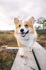 Happy corgi walking along a wooden pathway in a grassy field during a sunny afternoon