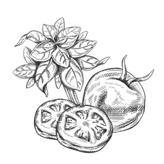Vector illustration of tomatoes, a bunch of fresh basil and slices. Organic vegetables, healthy harvest, farm products. Hand drawn illustration in line art, black inks, isolated background