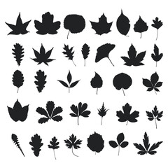A vector collection of leaf silhouettes. Leaves of plants, herbs, flowers, bushes, and trees.
