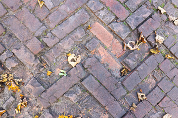 autumn leaves on the pavement