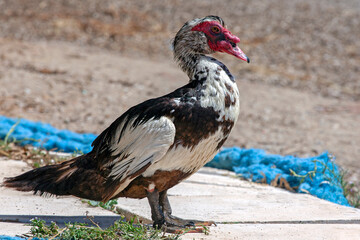 Muscovy duck (Cairina moschata)  posing on the beach. Sunny summer day in Greece