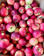 red apples background