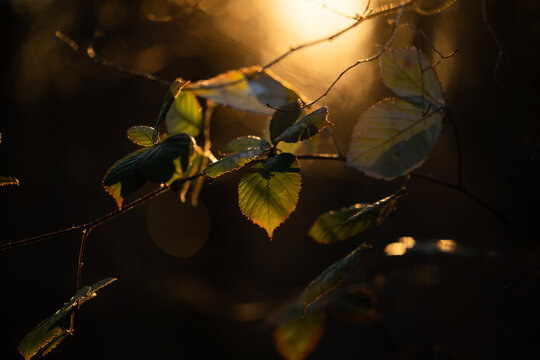 vista macro di alcuni rami e foglie di una pianta di rovo in primo piano, illuminata in controluce dalla luce calda ed arancione del sole al tramonto, con sfondo chiaro e scuro e sfuocato