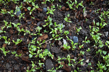 Green Cilantro Sprouts In The Garden