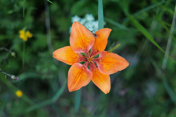 vista macro da sopra di un esemplare di fiore di giglio rosso in un ambiente naturale in estate