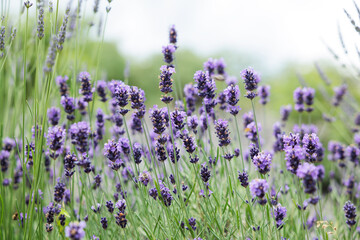 vista macro dei fiori viola di una pianta di lavanda, di giorno, in estate