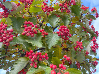 Closeup of Rowan Tree Branch with Ripe Red Berries on a Sunny Day with Blue Sky and Clouds