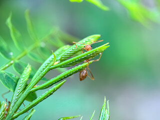 Close up of weaver ant (Oecophylla smaragdina), weaver ant or croto ant, macro shot of weaver ant in green leaves
