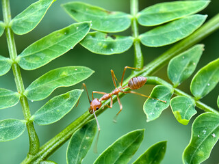 Close up of weaver ant (Oecophylla smaragdina), weaver ant or croto ant, macro shot of weaver ant walking on trees
