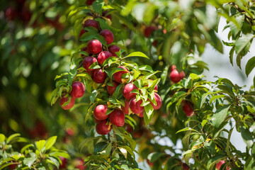 vista macro di un grande albero, ricco di foglie verdi e frutti rotondi di colore rosso, di giorno,...