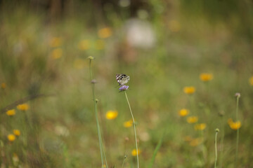 vista macro di una farfalla dalle ali a macchie e segni bianchi e neri, su un fiore color viola...