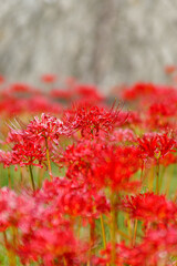 群生する彼岸花