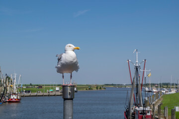 Silbermöwe (Larus argentatus)