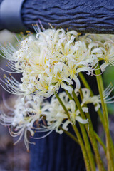 群生する彼岸花