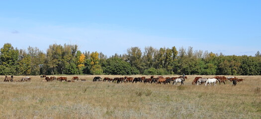 Horses on an autumn sunny day in Siberia